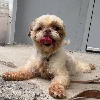 Little Bit -  Mixed Breed Dog for Adoption - Little Bit | PetCurious