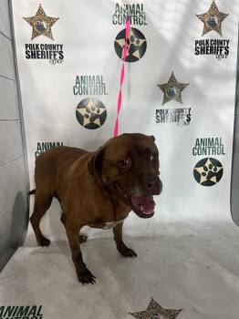 BOBBY -  American Bulldog and Mixed Breed Dog for Adoption in Winter Haven, Florida - BOBBY | PetCurious