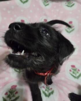Maeve -  Miniature Schnauzer and Terrier Dog for Adoption in Liverpool, Texas - Maeve | PetCurious