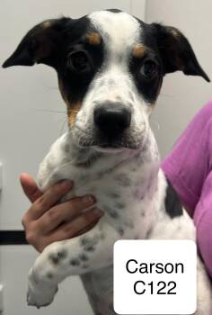 Carson -  Basset Hound and Terrier Dog for Adoption in Morganton, North Carolina - Carson | PetCurious