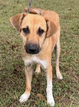 Rescue Carolina Dog and Labrador Retriever Dogs for Adoption in Washington, District Of Columbia - Bailey | PetCurious