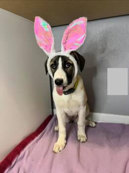Ennedi -  Cattle Dog and Shepherd Dog for Adoption in Fort Lupton, Colorado - Ennedi | PetCurious