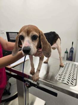 Clara -  Beagle Dog for Adoption in Elmwood, Louisiana - Clara | PetCurious