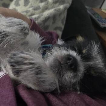 Mixed Breed Dogs Available for Adoption in Alma, Wisconsin - Claire | PetCurious