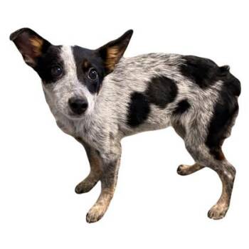 Pebbles -  Australian Cattle Dog Blue Heeler Dog for Adoption in Red Bluff, California - Pebbles | PetCurious