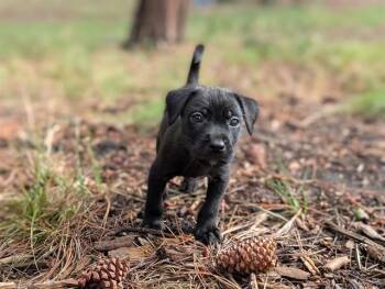 WILLY -  Wheaten Terrier and Labrador Retriever Dog for Adoption in Colorado Springs, Colorado - WILLY | PetCurious