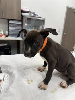 HONEYBEE -  Pit Bull Terrier and Mixed Breed Dog for Adoption in Baytown, Texas - HONEYBEE | PetCurious