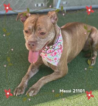 MESSI -  Pit Bull Terrier Dog for Adoption in Marietta, Georgia - MESSI | PetCurious