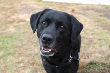 Rescue Labrador Retriever and Mixed Breed Dogs for Adoption in Kansas City, Missouri - Ralph | PetCurious