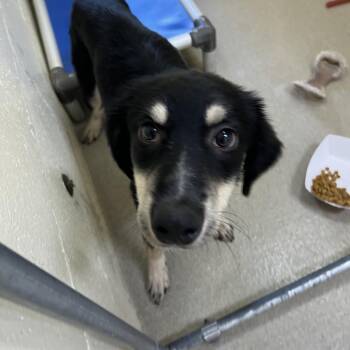 Theodore Roosevelt -  Husky and Mixed Breed Dog for Adoption in Galveston, Texas - Theodore Roosevelt | PetCurious