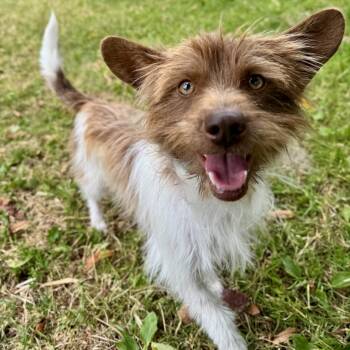 Sparky -  Terrier Dog for Adoption in Oakland, California - Sparky | PetCurious