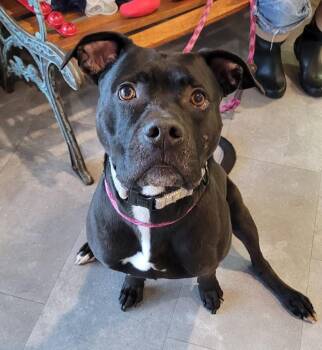 Pit Bull Terrier Dogs Available for Adoption - Brint | PetCurious