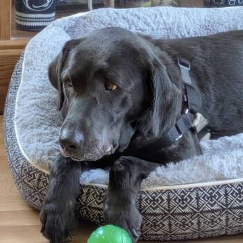Black Labrador Retriever Dogs Available for Adoption in Hobe Sound, Florida - Rosie | PetCurious