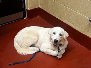 Margo -  Great Pyrenees Dog for Adoption in Douglasville, Georgia - Margo | PetCurious