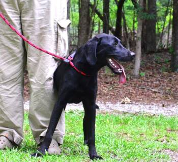 Beau -  Labrador Retriever Dog for Adoption in Willingboro, New Jersey - Beau | PetCurious
