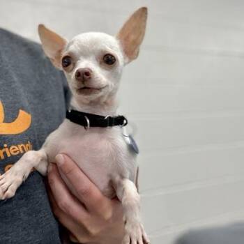 Chihuahua and Mixed Breed Dogs Available for Adoption in Wheaton, Illinois - Max | PetCurious