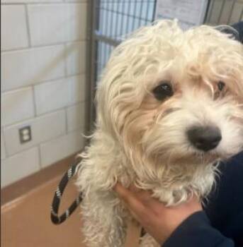 Maltese and Mixed Breed Dogs Available for Adoption - Snowflake | PetCurious