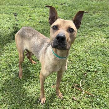Bonzai -  Shepherd Dog for Adoption in Valdosta, Georgia - Bonzai | PetCurious