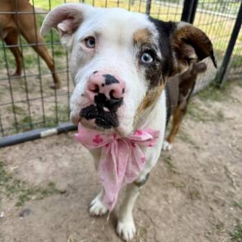 Marshmallow -  American Staffordshire Terrier Dog Available for Adoption in Pittsburgh, Pennsylvania - Marshmallow | PetCurious