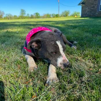 Olive * -  Mixed Breed Dog for Adoption in Hackett, Arkansas - Olive * | PetCurious