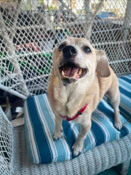 BRUCE -  Terrier and Chihuahua Dog for Adoption in Philadelphia, Pennsylvania - BRUCE | PetCurious