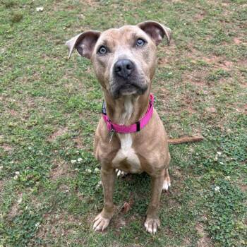 Mixed Breed Dogs Available for Adoption in Auburn, Alabama - Fuchsia | PetCurious