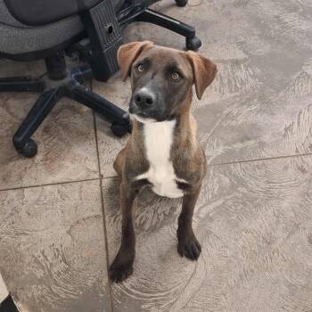 Rescue Chocolate Labrador Retriever Dogs for Adoption in Roosevelt, Utah - Oakley | PetCurious