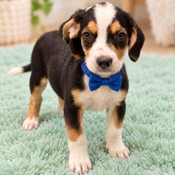 Bandit -  Labrador Retriever Dog for Adoption in Crosby, Texas - Bandit | PetCurious