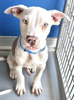 Pit Bull Terrier and Mixed Breed Dogs Available for Adoption in Visalia, California - A253000 | PetCurious