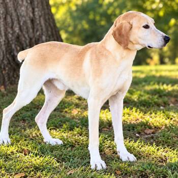 Bugg -  Yellow Labrador Retriever and Mountain Cur Dog for Adoption in Lucedale, Mississippi - Bugg | PetCurious