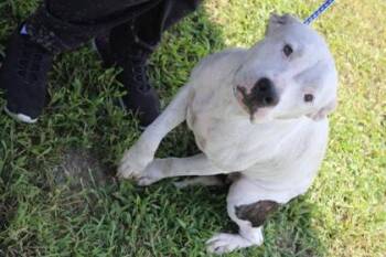Stephanie -  Mixed Breed Dog for Adoption in Kenansville, North Carolina - Stephanie | PetCurious