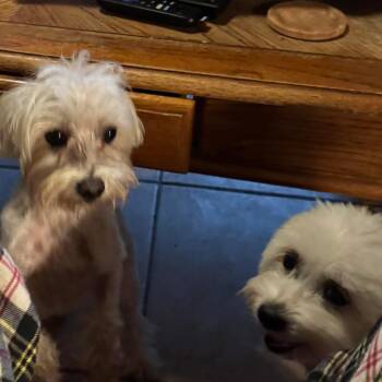 Bichon Frise and Mixed Breed Dogs Available for Adoption in Allen, Texas - Maxx | PetCurious