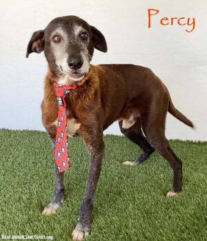 Percy -  Labrador Retriever and Greyhound Dog for Adoption in San Diego, California - Percy | PetCurious
