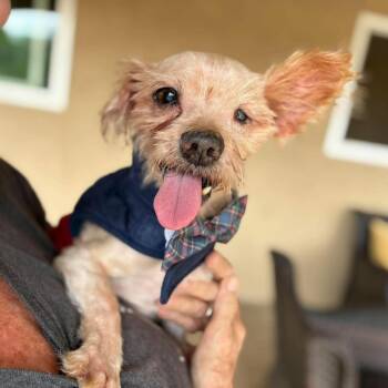 Cortland -  Yorkshire Terrier Dog for Adoption in Ramona, California - Cortland | PetCurious
