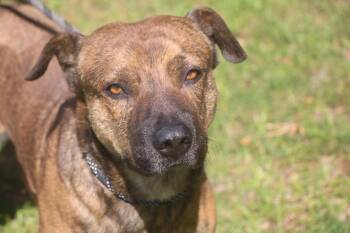 Mixed Breed Dogs Available for Adoption in Brookhaven, Mississippi - Vagabond 25 | PetCurious