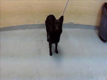 MINI -  Belgian Shepherd Malinois and Mixed Breed Dog for Adoption in Tulsa, Oklahoma - MINI | PetCurious
