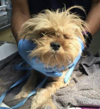 BUG -  Maltese and Poodle Dog for Adoption in Riverside, California - BUG | PetCurious