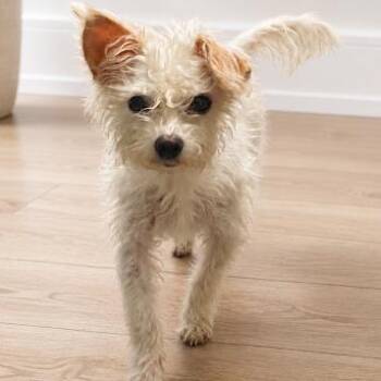 Giselle -  Chihuahua and Terrier Dog for Adoption in Sonoma, California - Giselle | PetCurious