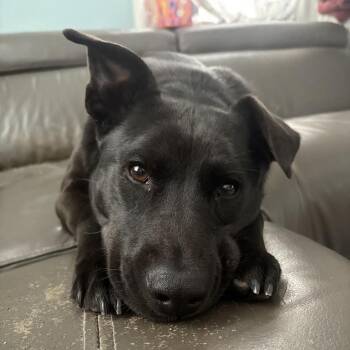 Spooky -  Mixed Breed Dog for Adoption in Madison, Wisconsin - Spooky | PetCurious