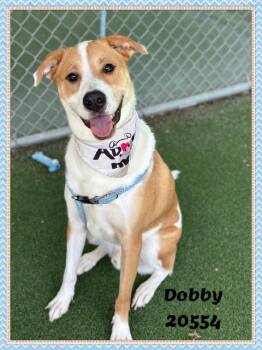 DOBBY -  Beagle and Yellow Labrador Retriever Dog for Adoption in Marietta, Georgia - DOBBY | PetCurious