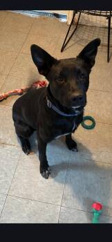 German Shepherd Dog Dogs Available for Adoption - Hamilton  | PetCurious
