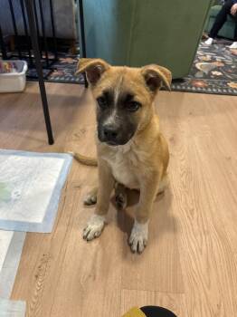 Shepherd Dogs Available for Adoption - Oliver | PetCurious