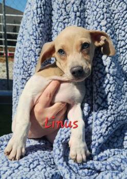 Chihuahua and Beagle Dogs Available for Adoption - Linus | PetCurious