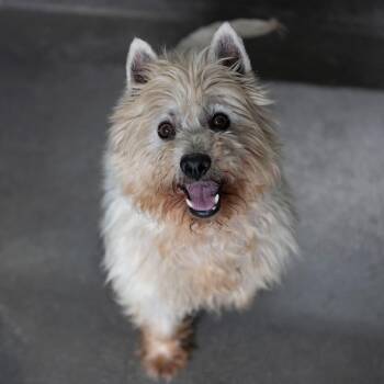 Dil (MY26-86) -  West Highland White Terrier Westie Dog for Adoption in Peyton, Colorado - Dil (MY26-86) | PetCurious