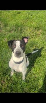 Pointer Dogs Available for Adoption in Leesburg, Virginia - Jack | PetCurious