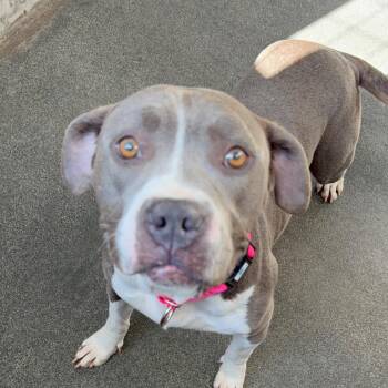 Buffy A2176785 -  Pit Bull Terrier Dog for Adoption in Los Angeles, California - Buffy A2176785 | PetCurious
