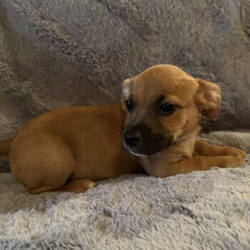 Rescue Dachshund and French Bulldog Dogs for Adoption in Valley Park, Oklahoma - Baxter | PetCurious