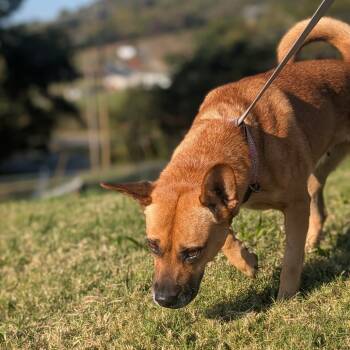 Rescue Mixed Breed Dogs for Adoption in Jefferson City, Tennessee - Diamond | PetCurious