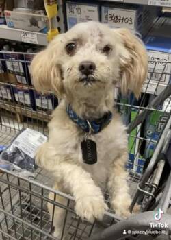 Rescue Maltipoo Dogs for Adoption in Las Vegas, Nevada - Coconut | PetCurious