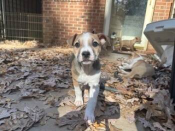 Rescue Labrador Retriever Dogs for Adoption in Wake Forest, North Carolina - Bear | PetCurious